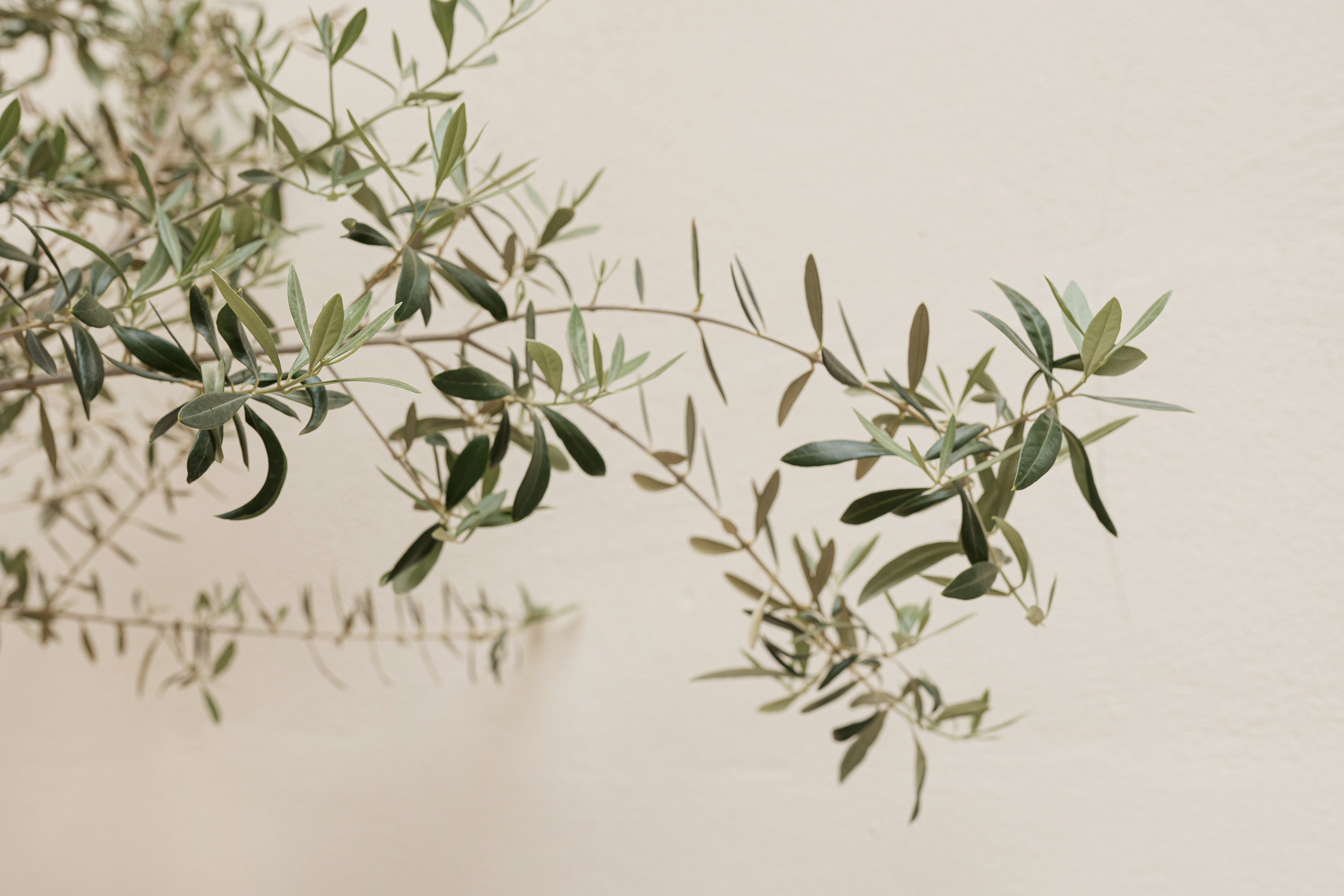 Plant Branches on Beige Background